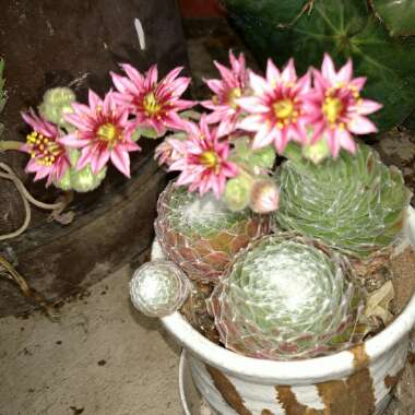 Sempervivum Arachnoideum Cobweb