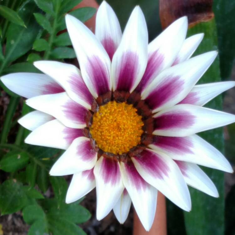 plant image 545930