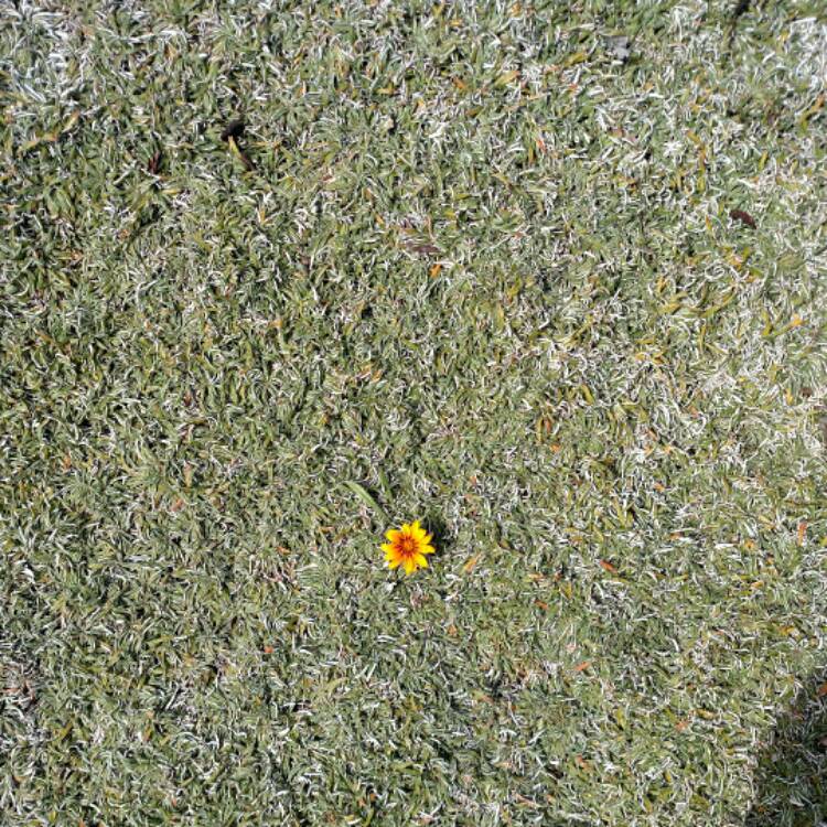 plant image 550558 plant image 550558