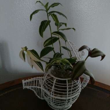 Tradescantia fluminensis 'Variegata'