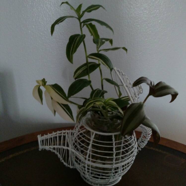 Plant image Tradescantia fluminensis 'Variegata'
