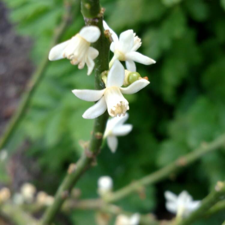 plant image 556966 plant image 556966