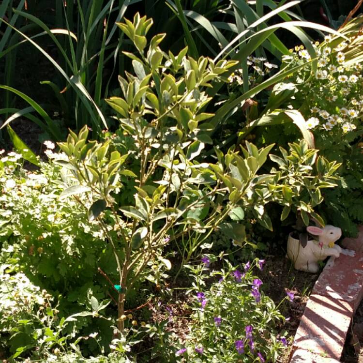 plant image 556968 plant image 556968