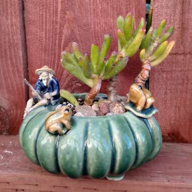 Crassula ovata 'Gollum'
