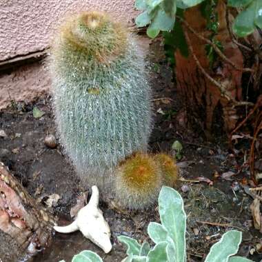 Parodia leninghausii