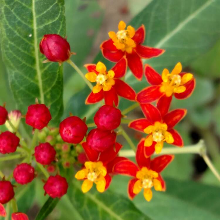 plant image 571540