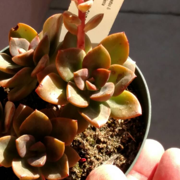 plant image 571593
