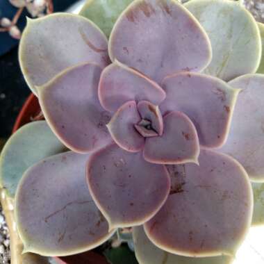 Echeveria Perle Von Nurnberg