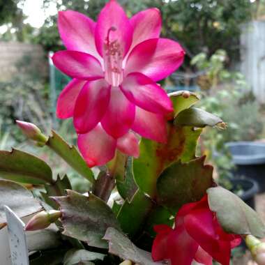 Schlumbergera truncata