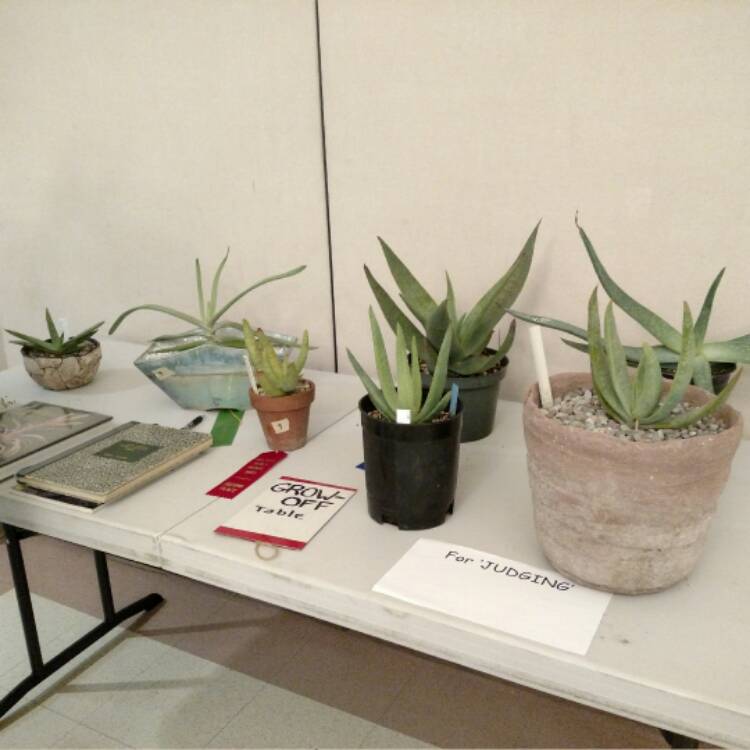 plant image 574759 plant image 574759