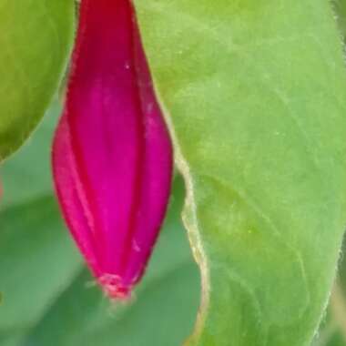 Mirabilis jalapa