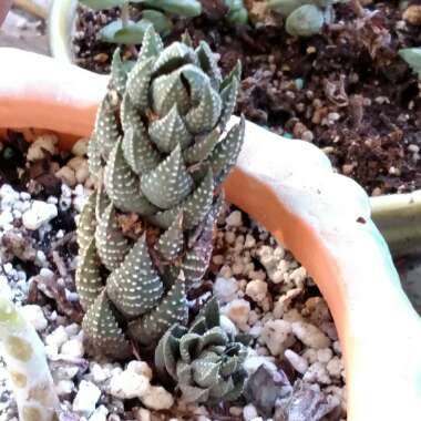 Haworthiopsis coarctata var. adelaidensis syn. Haworthia coarctata var. adelaidensis