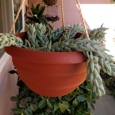 Sedum Morganianum