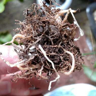 Bowiea volubilis 'Nana'