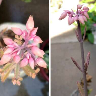 Kalanchoe delagoensis x daigremontiana