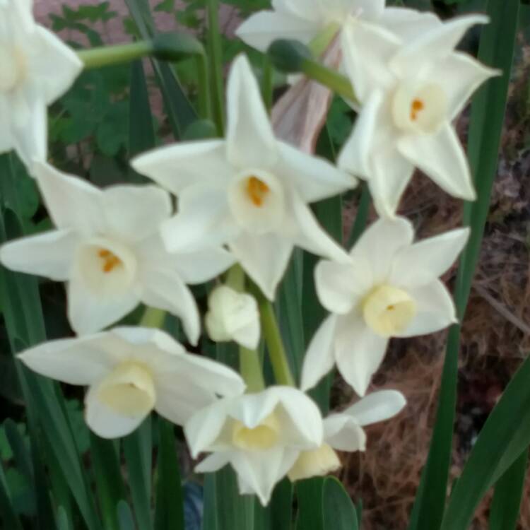 plant image 587833 plant image 587833