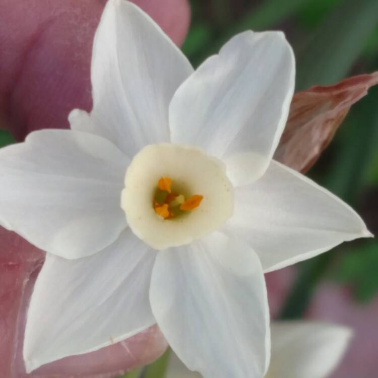 plant image 588554 plant image 588554