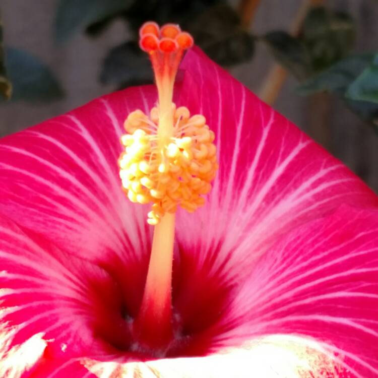 plant image 590974