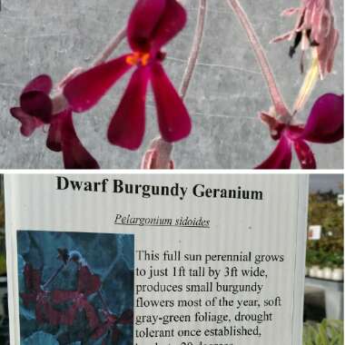 Pelargonium sidoides syn. Pelargonium sidifolium