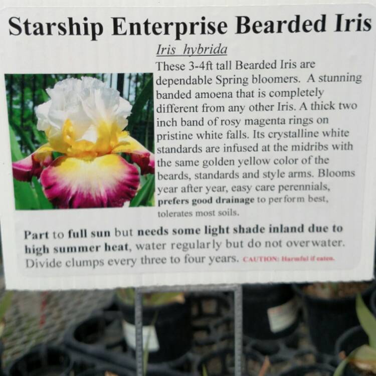 plant image 597175