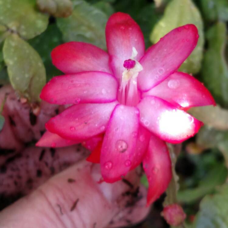 plant image 597565