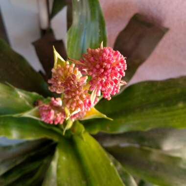 Dracaena fragrans 'Massangeana'