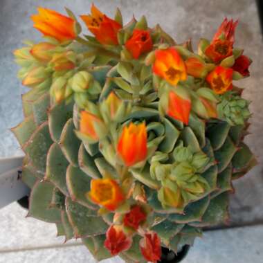 Echeveria Chihuahuaensis