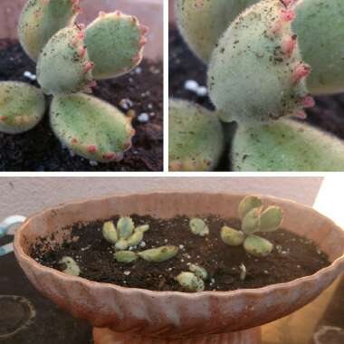Cotyledon tomentosa subsp. ladysmithensis