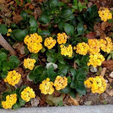 Kalanchoe Blossfeldiana