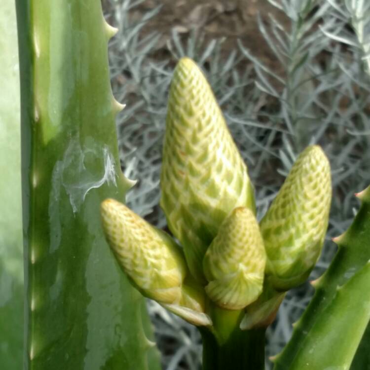 plant image 603244 plant image 603244