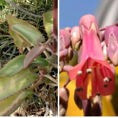 Kalanchoe daigremontiana syn. Bryophyllum daigremontianum