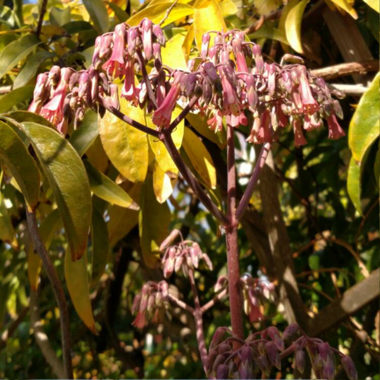 plant image 603671 plant image 603671