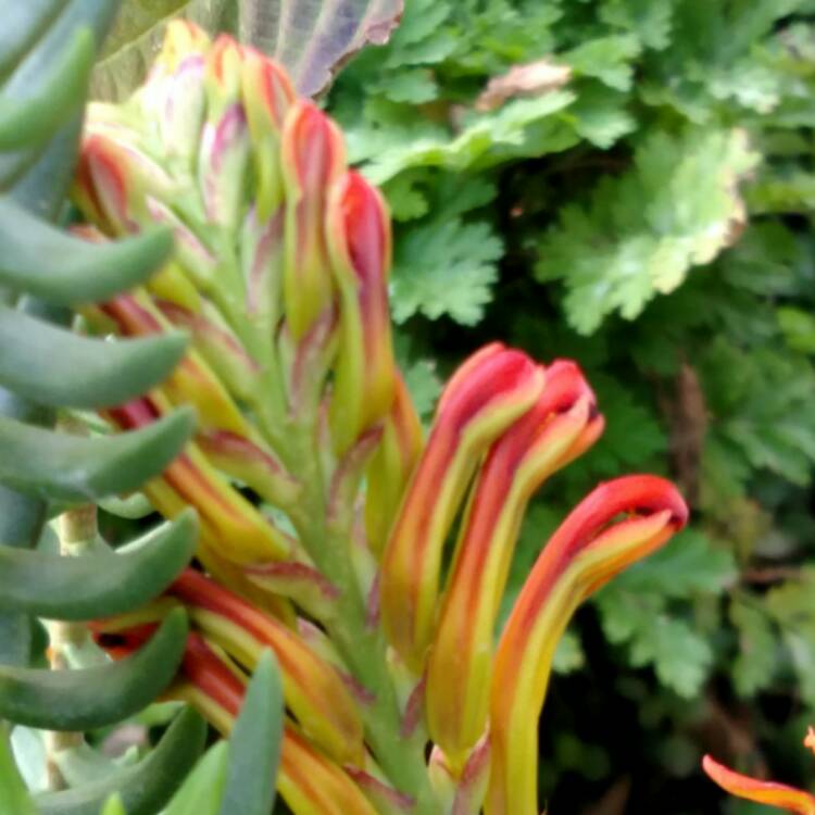 plant image 603672 plant image 603672