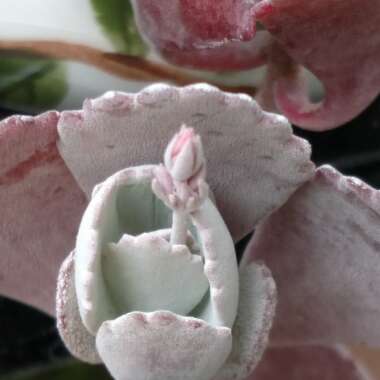 Sedum 'Vera Jameson'