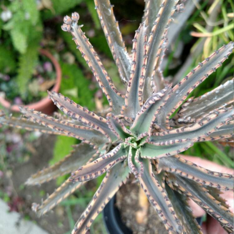 Plant image Kalanchoe daigremontiana syn. Bryophyllum daigremontianum