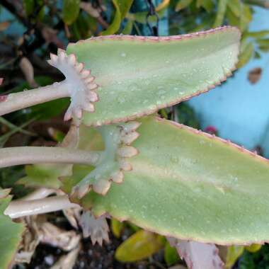 Kalanchoe daigremontiana syn. Bryophyllum daigremontianum