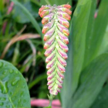 Crocosmia