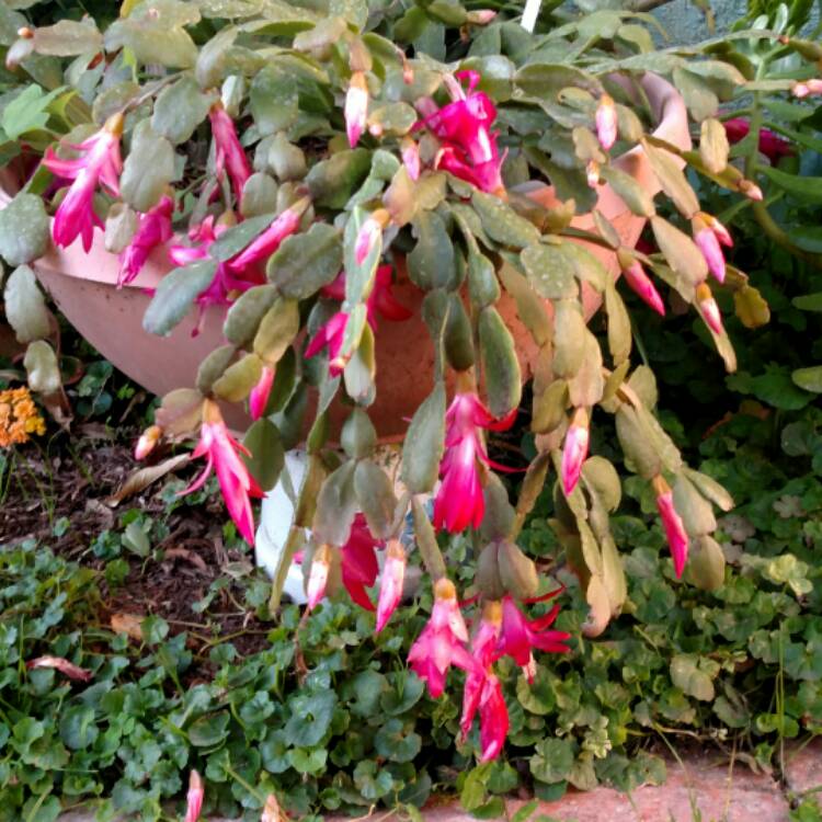 plant image 605593