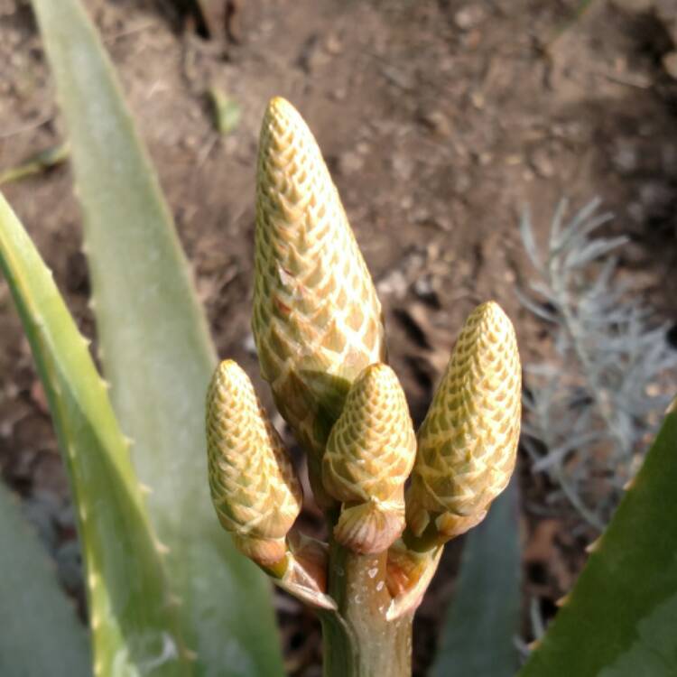 plant image 607193 plant image 607193
