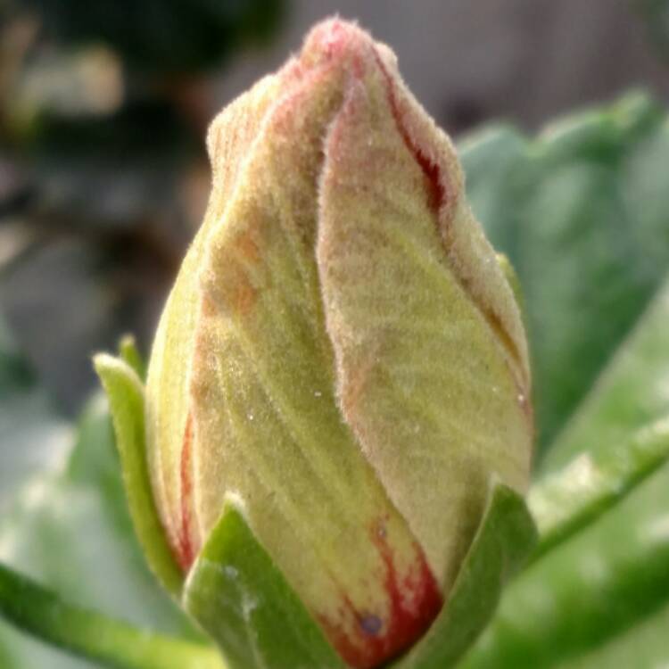 plant image 607196
