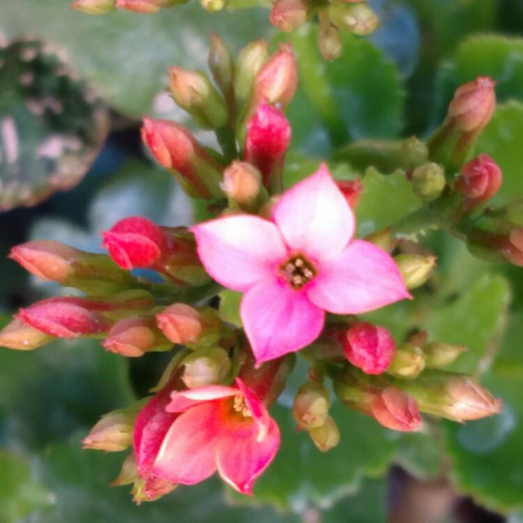 plant image 607918 plant image 607918