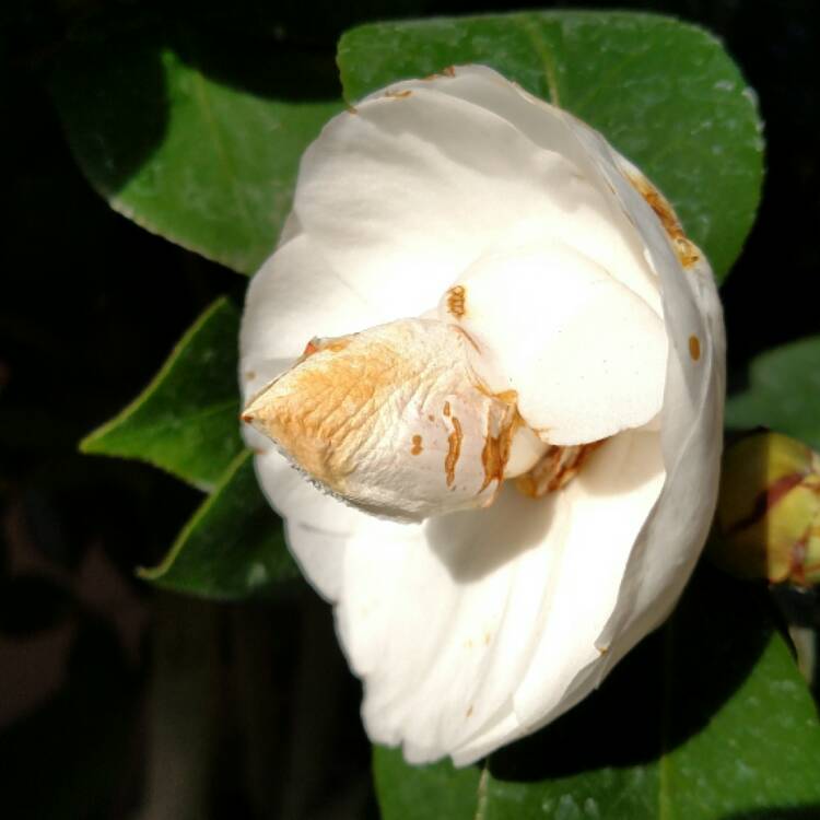 plant image 608148 plant image 608148