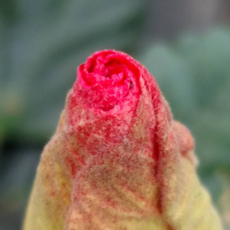 plant image 608763