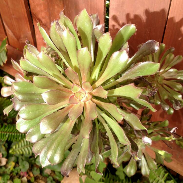 plant image 609026 plant image 609026