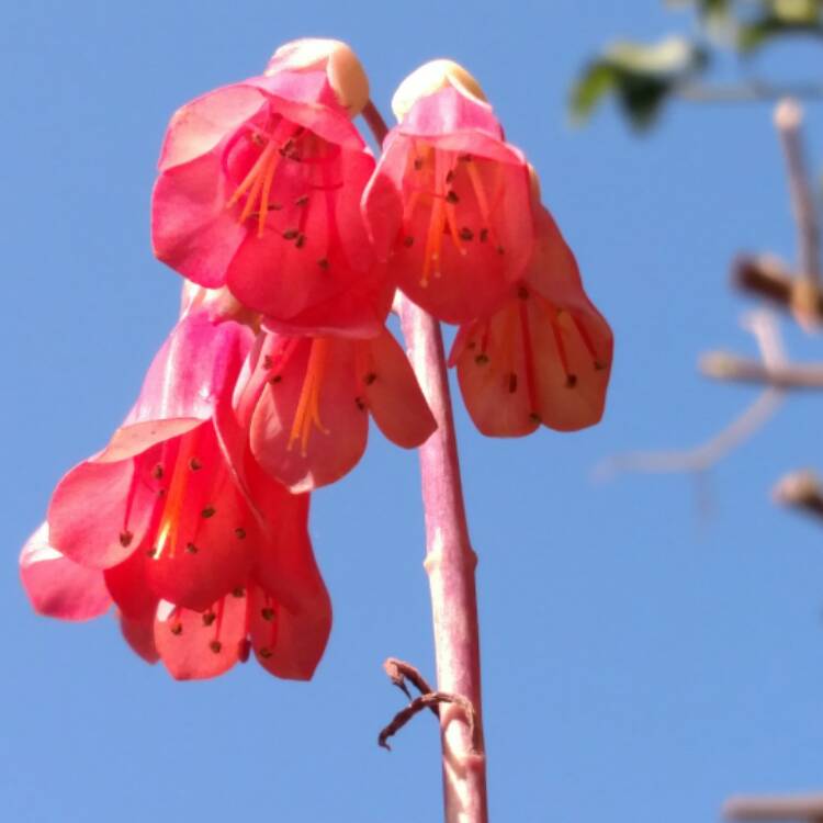 plant image 612064 plant image 612064