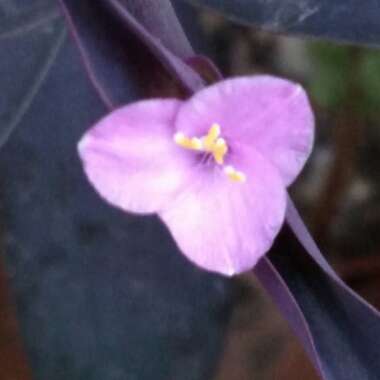 Tradescantia pallida 'Purpurea' syn. Tradescantia pallida 'Purple Heart'