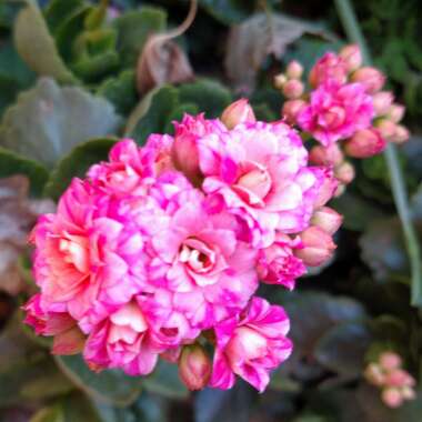 Kalanchoe blossfeldiana 'Calandiva Pink'