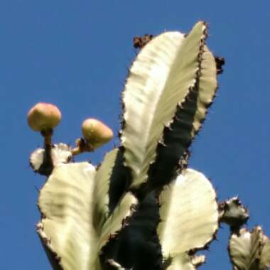 Euphorbia candelabrum