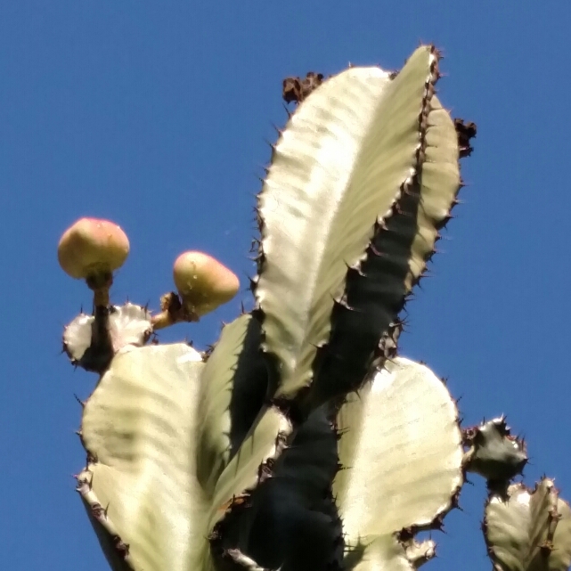 Plant image Euphorbia Trigona