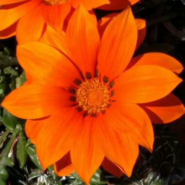 Gazania